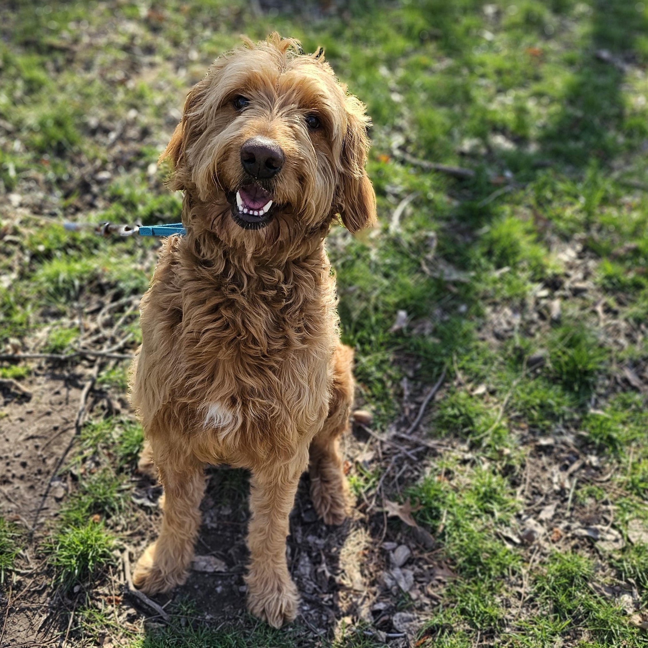 Enlarge Alf, an adopted Goldendoodle in O Fallon, IL image 4/6