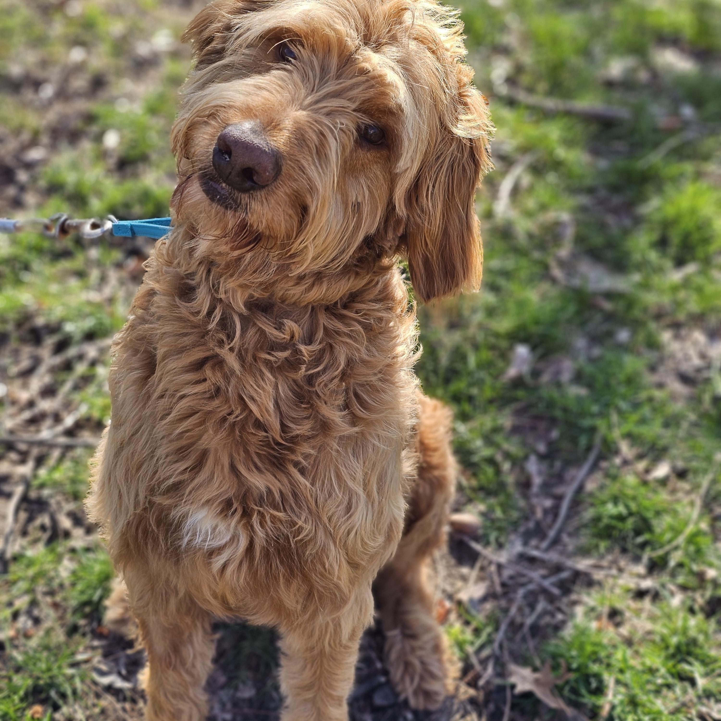 Enlarge Alf, an adopted Goldendoodle in O Fallon, IL image 2/6