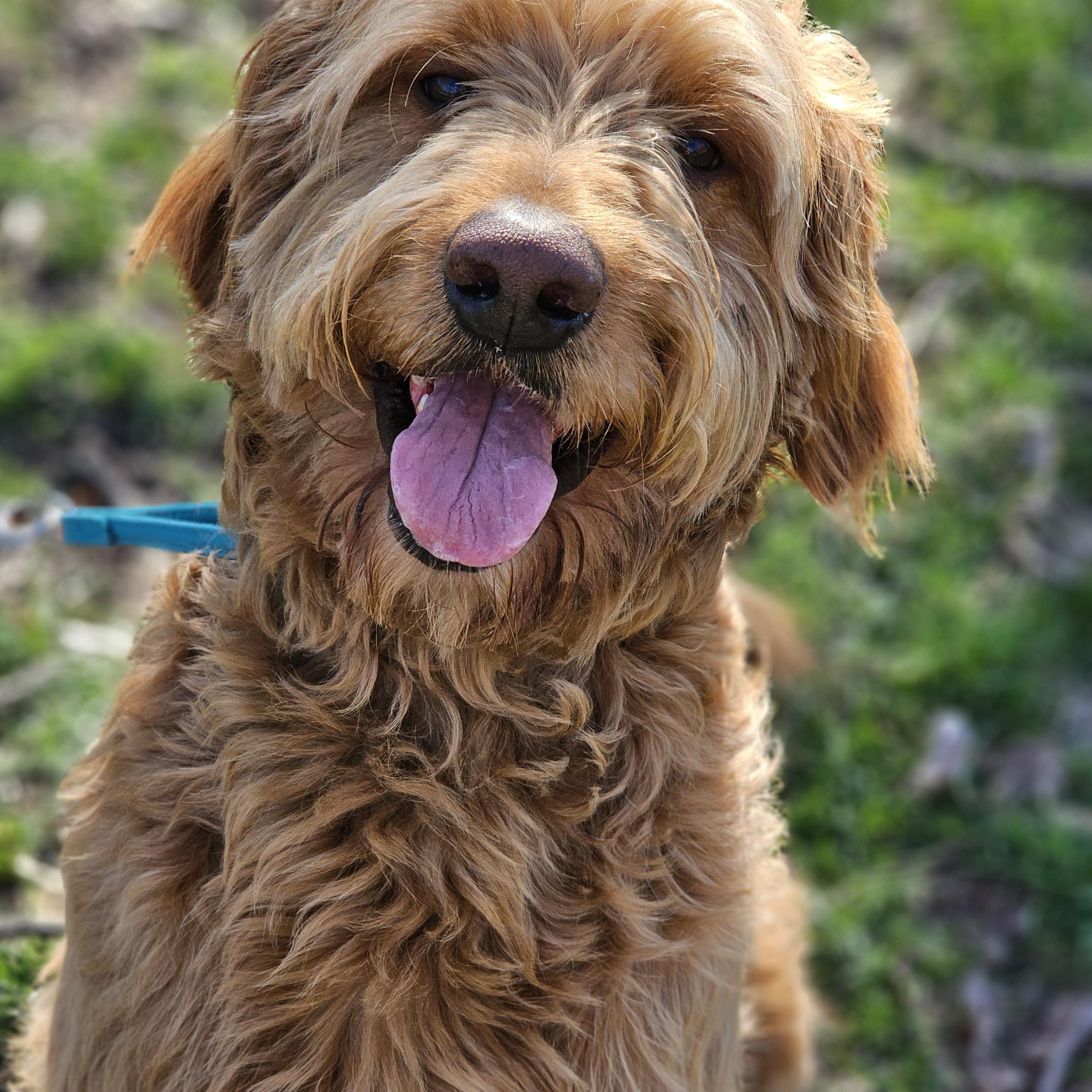 Alf, adopted, Adult Male Goldendoodle.