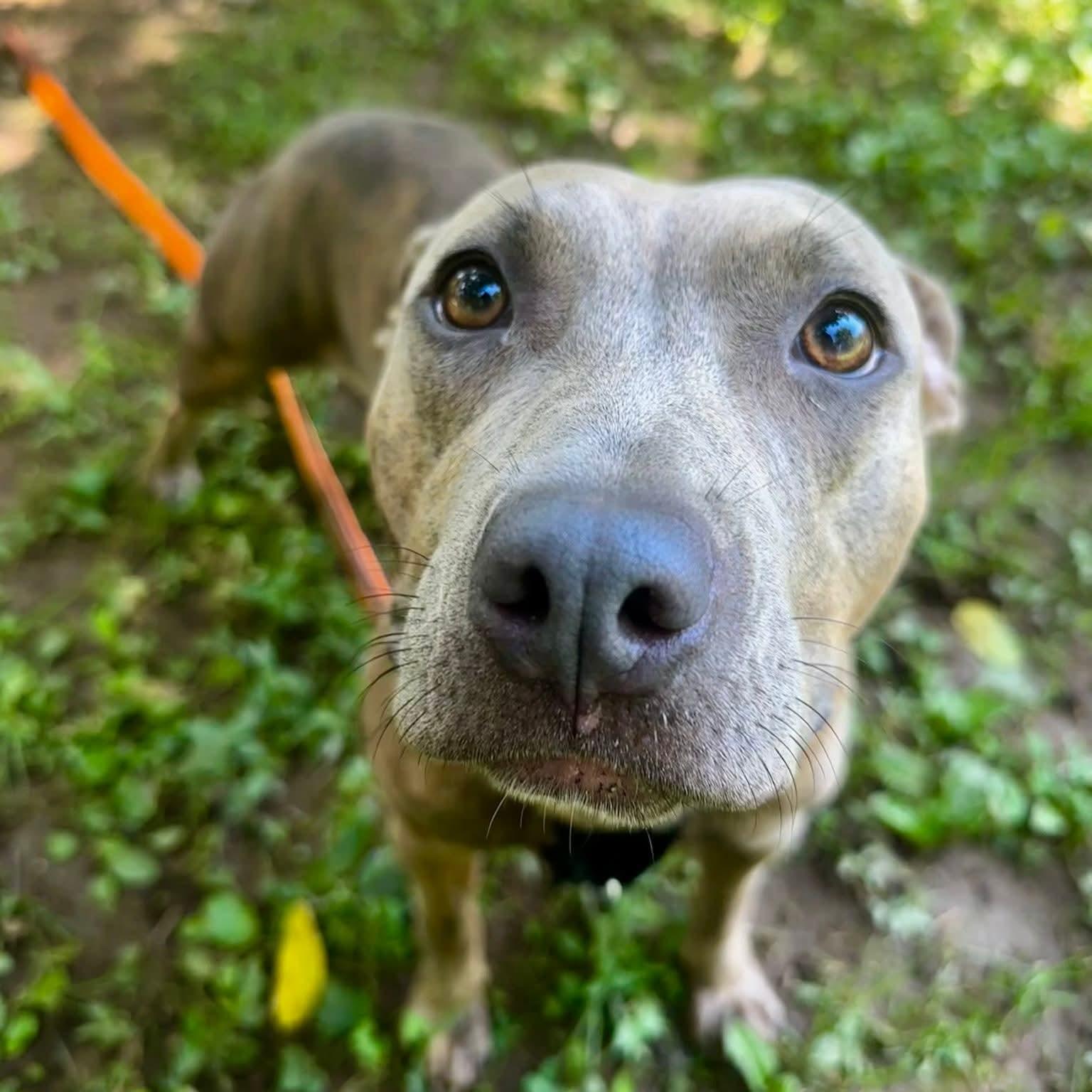 Lilah