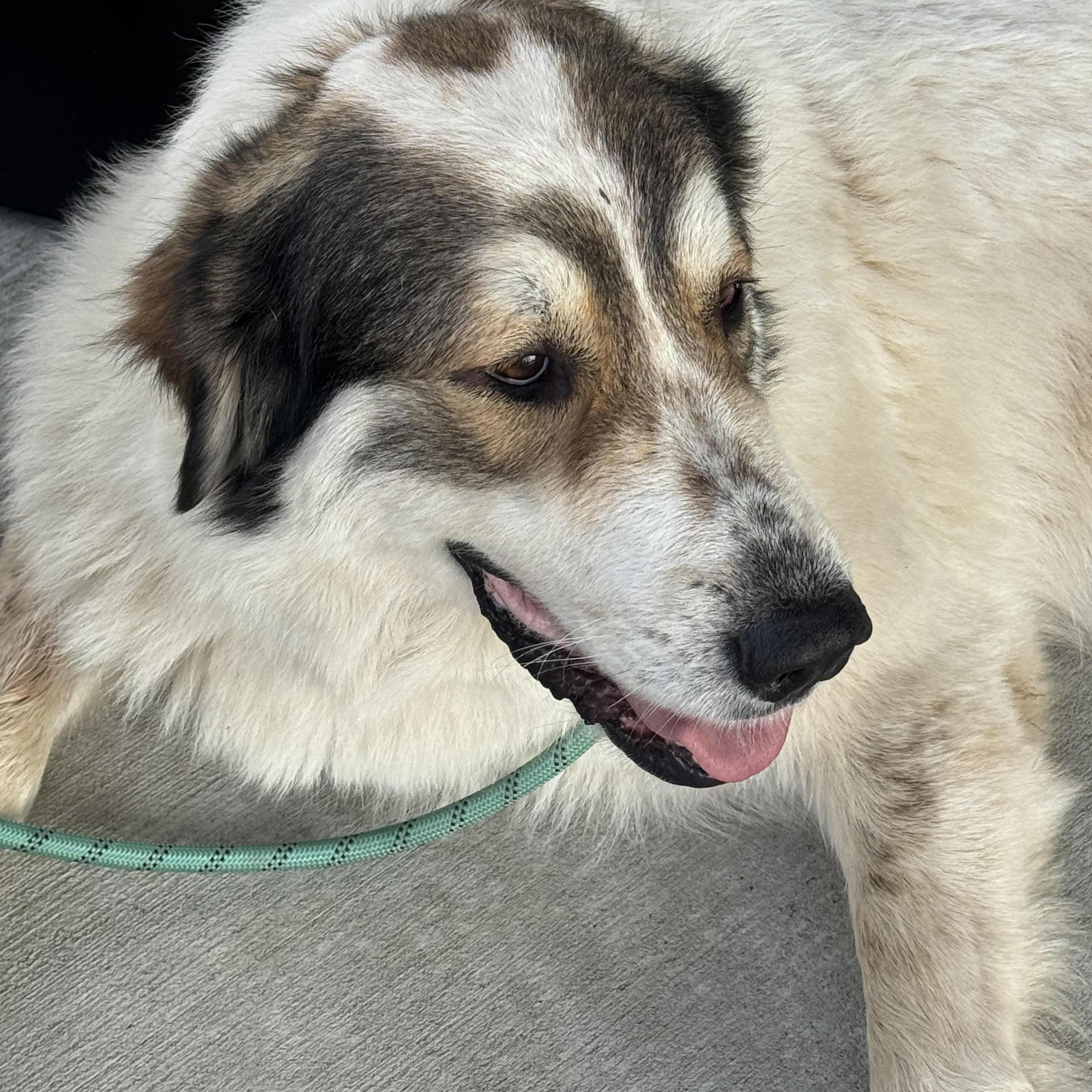 Millie, a Adoptable mixed breed in Arnold, MO image 2/6