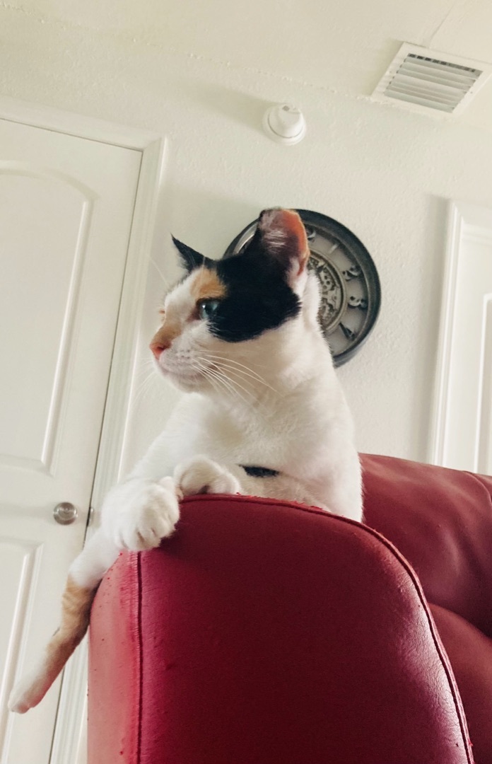 Katthy , Adoptable, Young Female Calico.