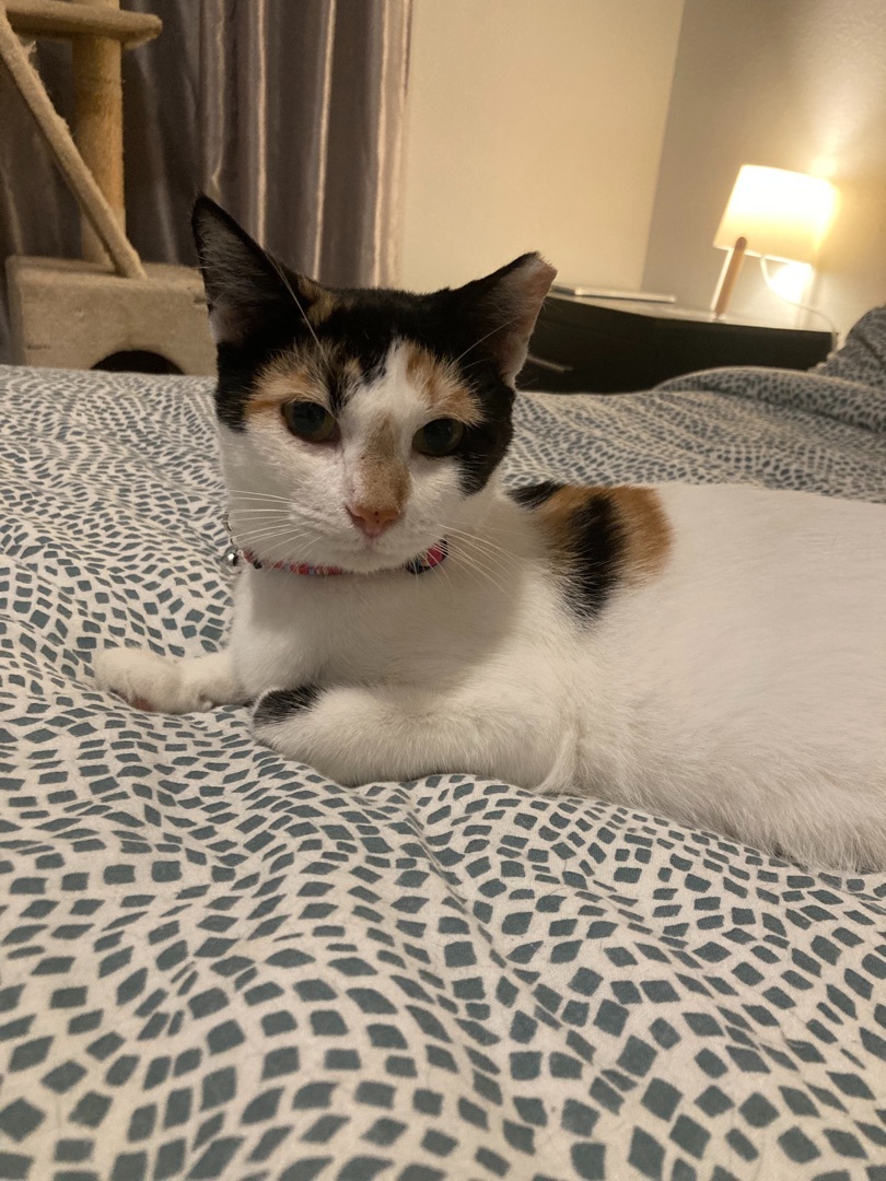 Enlarge Katthy , a Adoptable Calico in Kissimmee, FL image 3/6