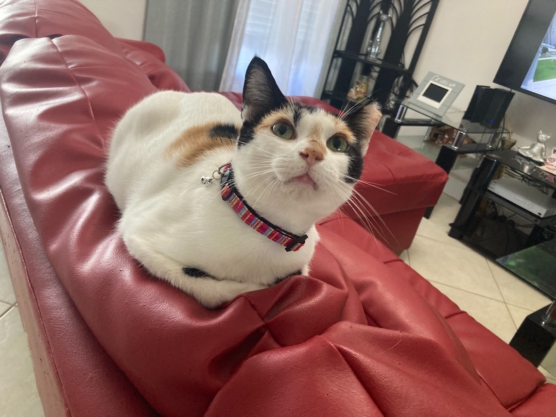 Enlarge Katthy , a Adoptable Calico in Kissimmee, FL image 4/6