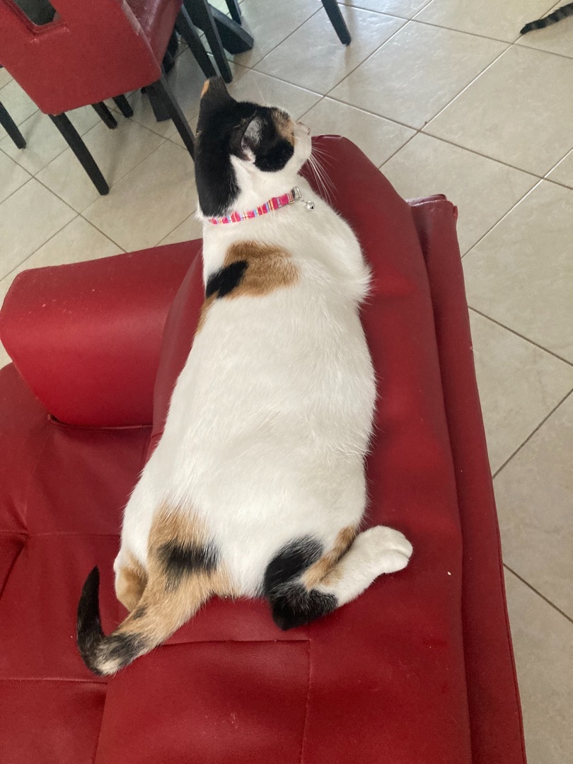 Enlarge Katthy , a Adoptable Calico in Kissimmee, FL image 5/6