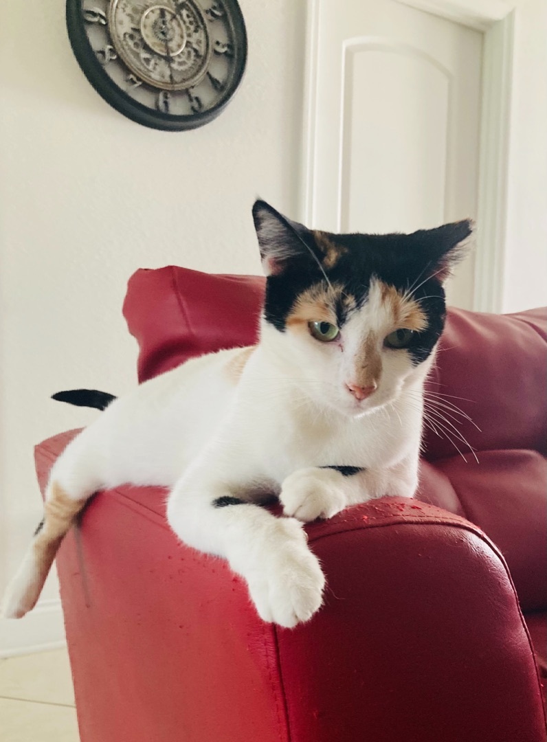 Enlarge Katthy , a Adoptable Calico in Kissimmee, FL image 6/6