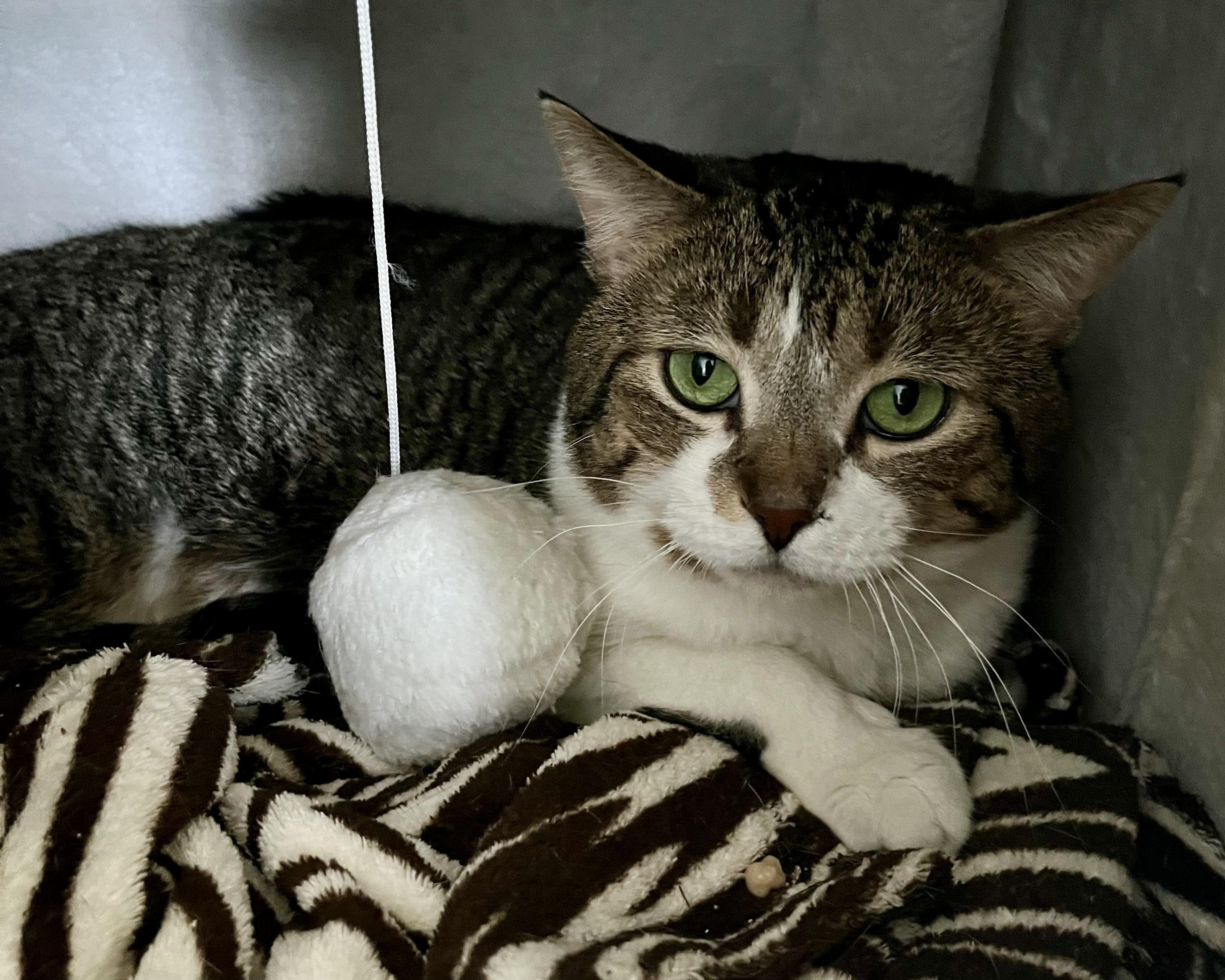 Hans, adoptable, Adult Male Domestic Short Hair.
