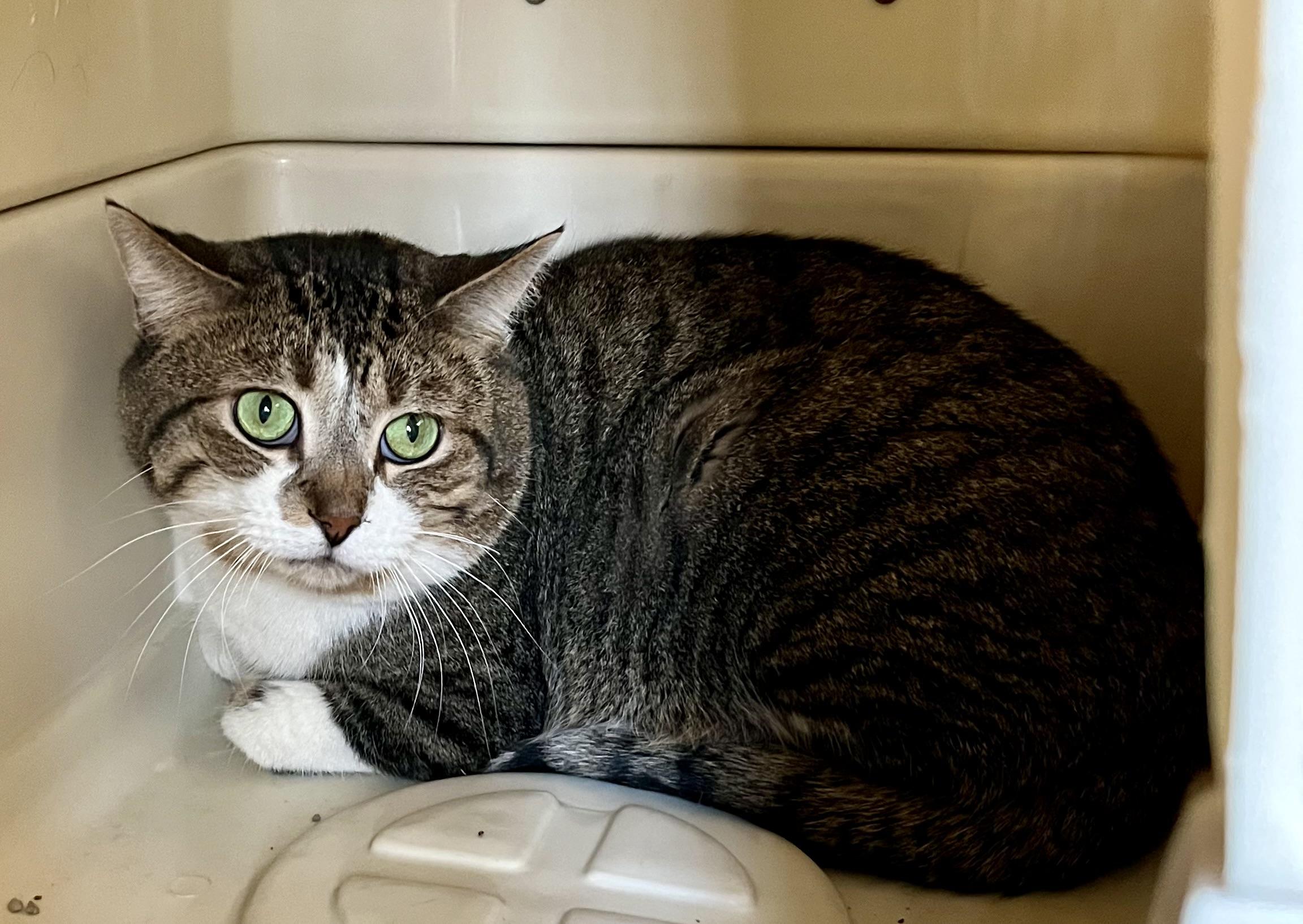 Hans, an adoptable Domestic Short Hair in Seville, OH image 2/2