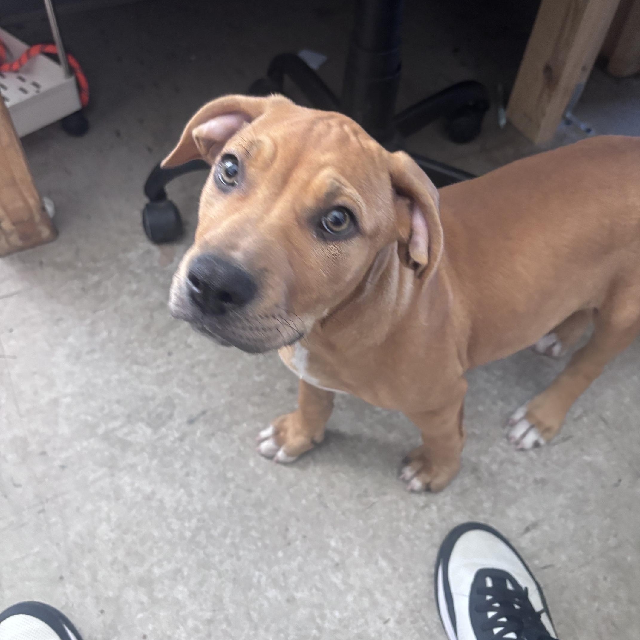 Enlarge Pop, an adopted mixed breed in Marion, NC image 2/4