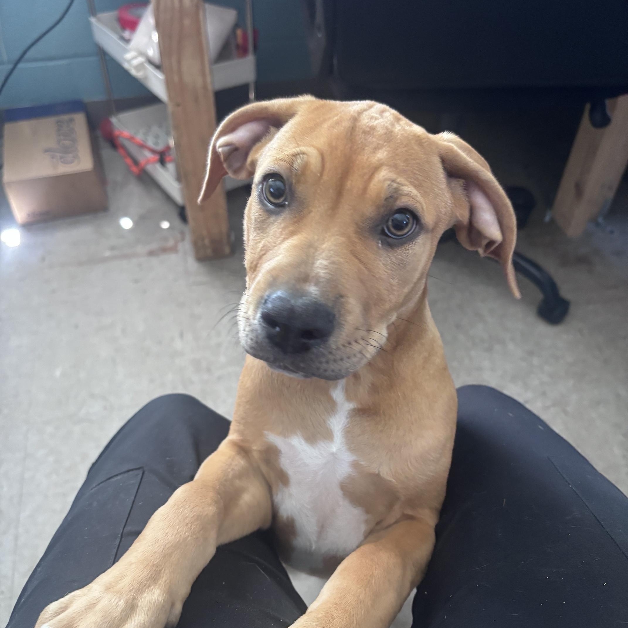 Enlarge Pop, an adopted mixed breed in Marion, NC image 4/4