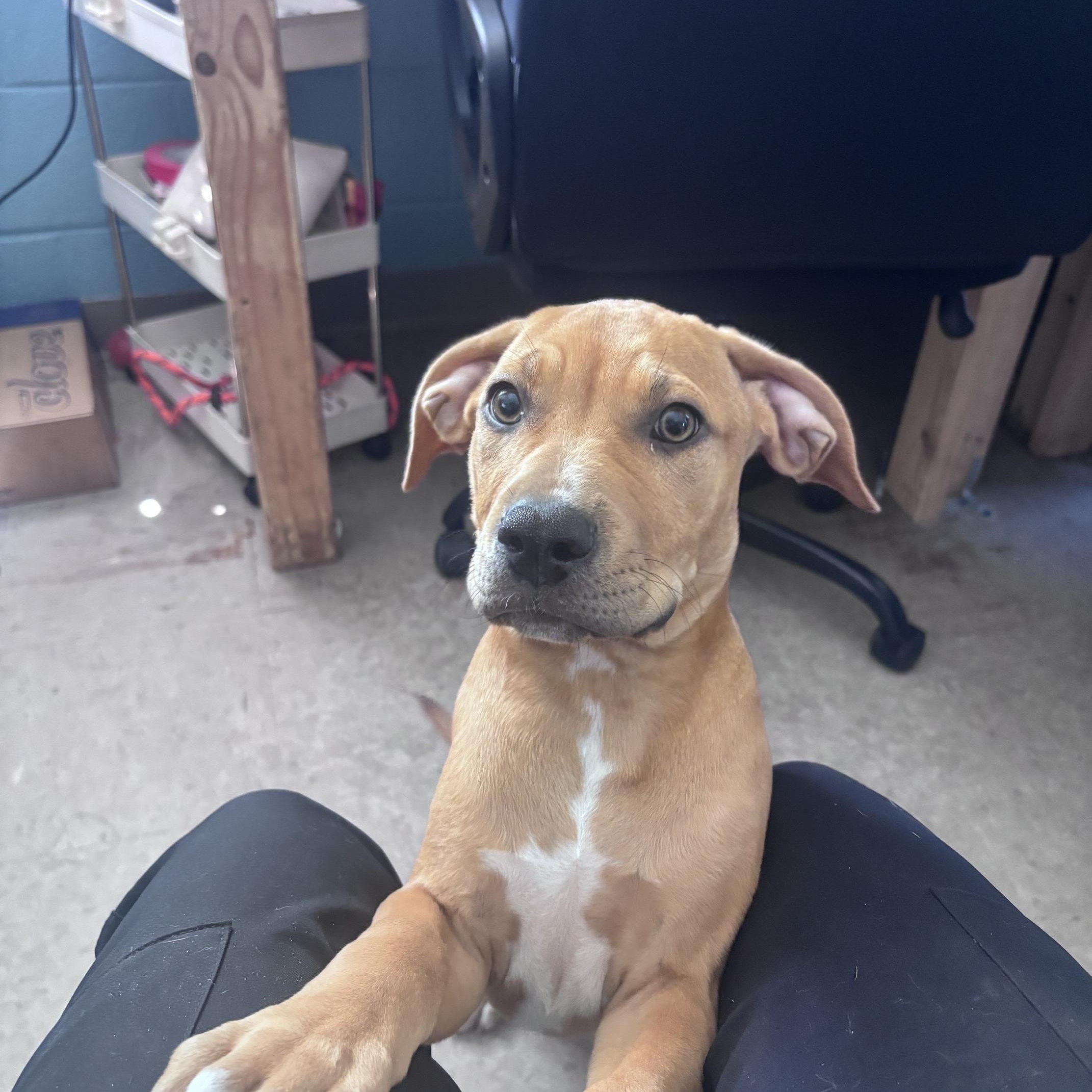 Enlarge Pop, an adopted mixed breed in Marion, NC image 3/4