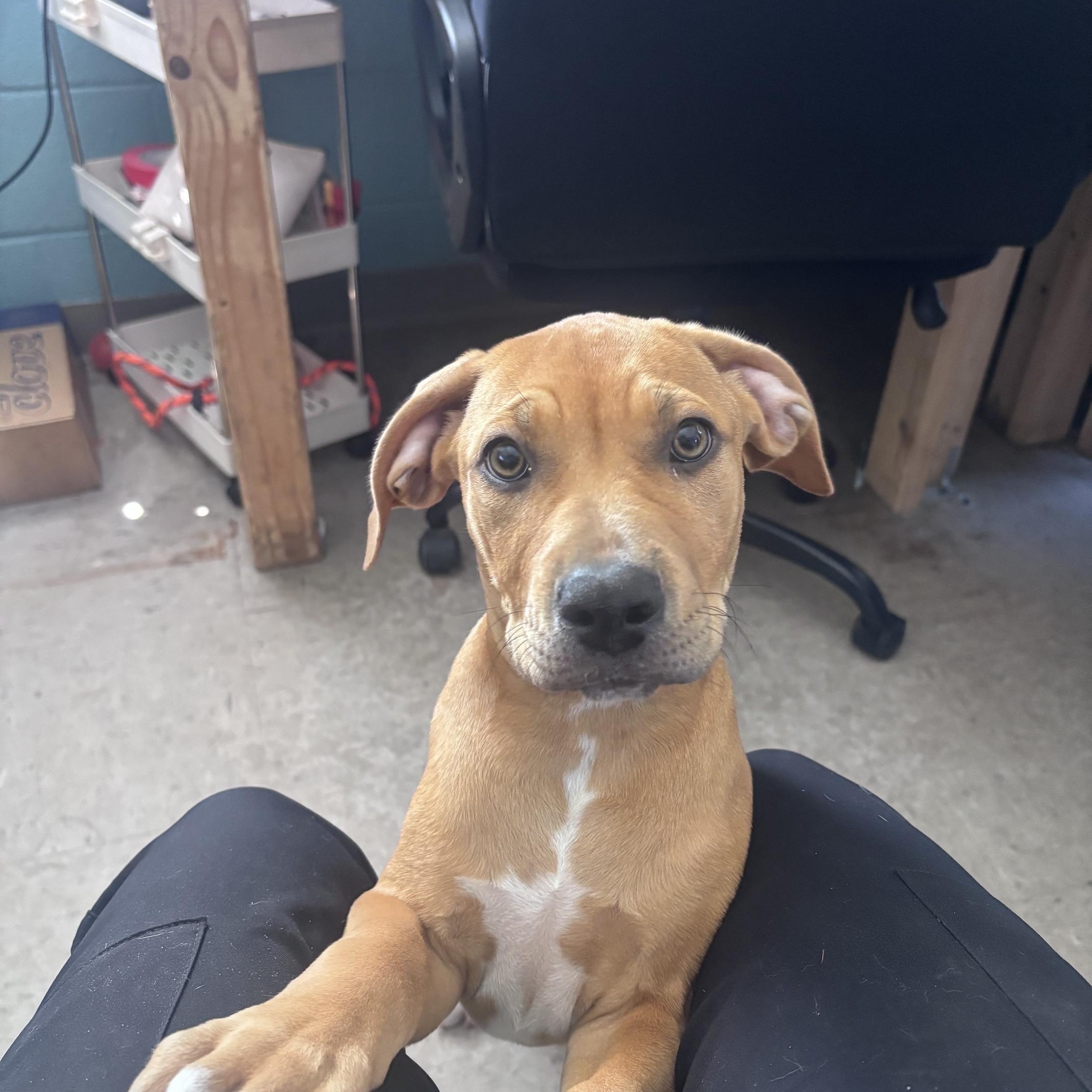 Enlarge Pop, an adopted mixed breed in Marion, NC image 1/4