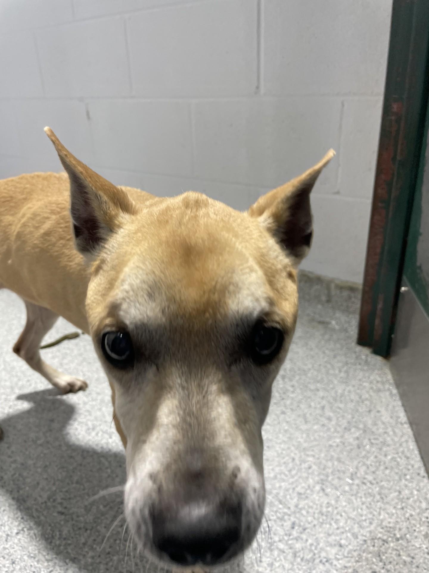 Lexi11444A (RESCUED), ADOPTABLE, Senior Female Terrier.