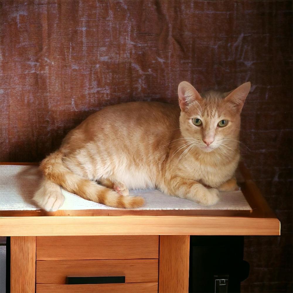 Logan — thumbnail 4