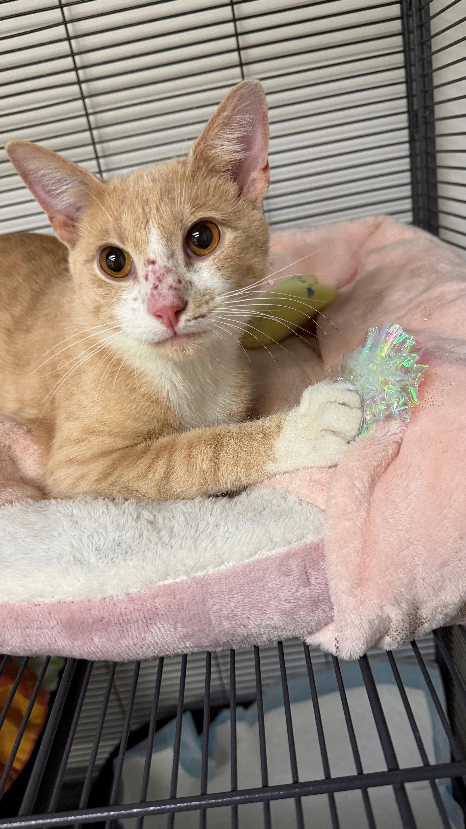 Enlarge Pepper Jack, a Adopted Domestic Short Hair in Trenton, NJ image 1/3