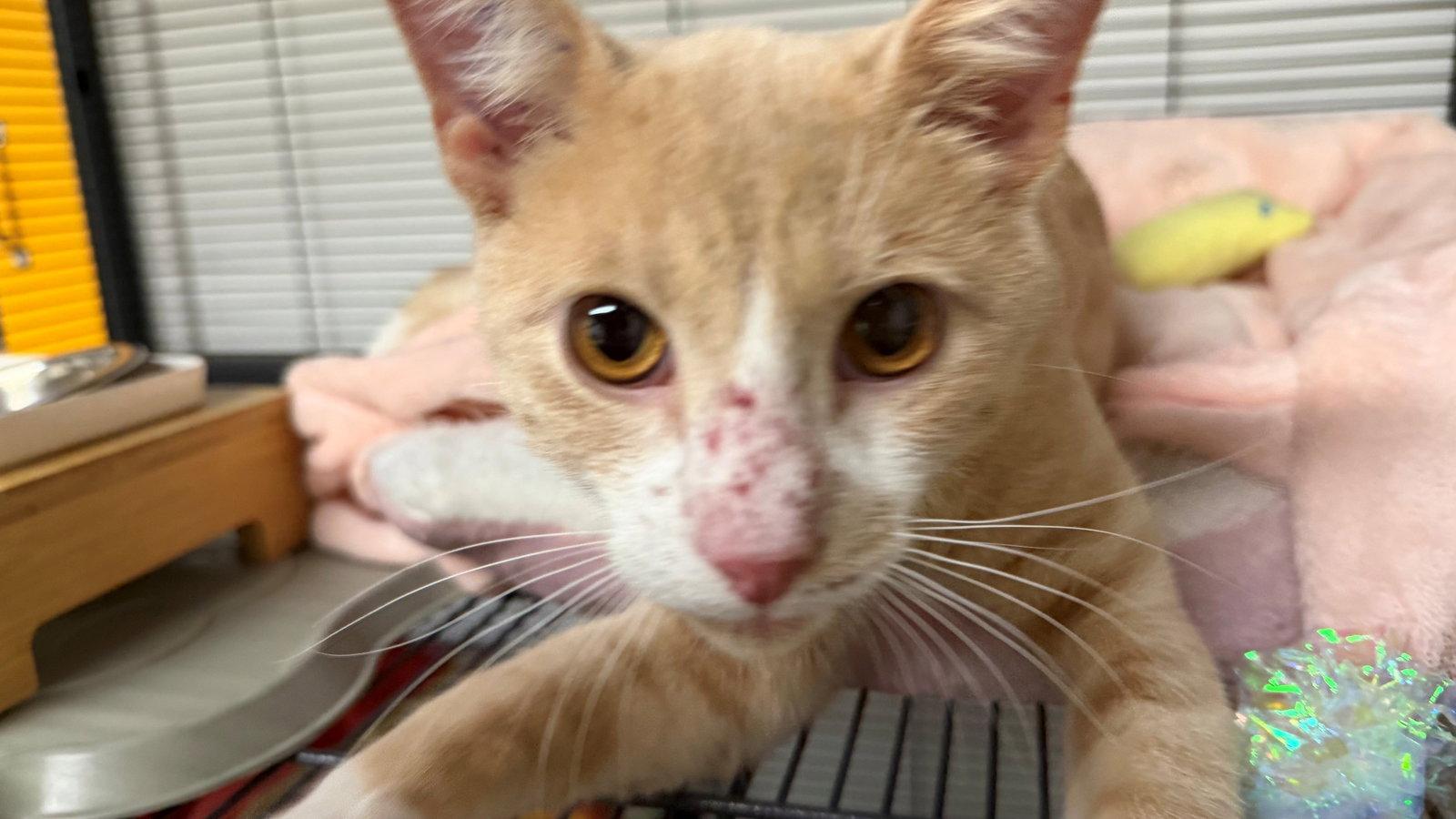 Enlarge Pepper Jack, a Adopted Domestic Short Hair in Trenton, NJ image 2/3