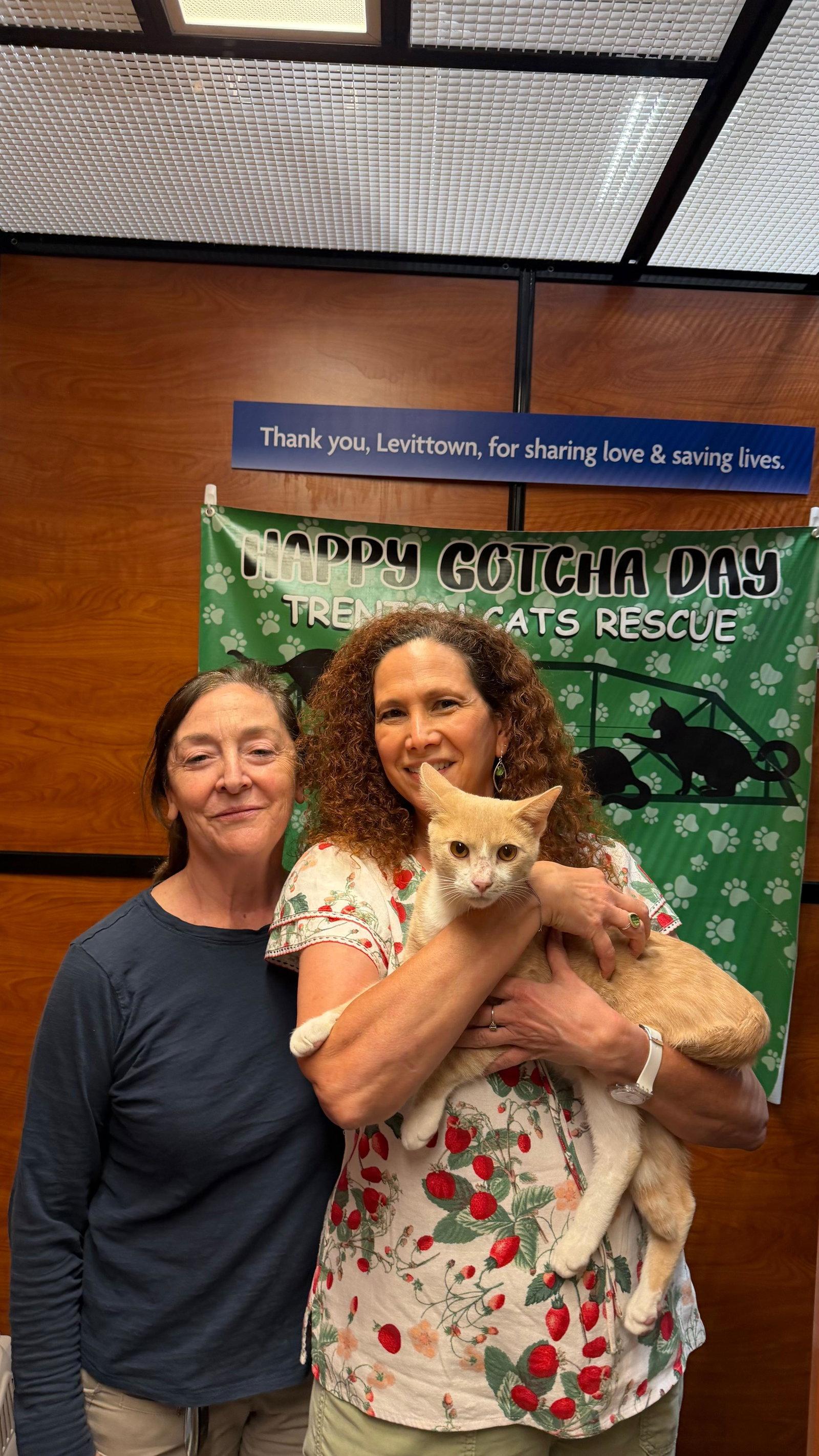 Enlarge Pepper Jack, a Adopted Domestic Short Hair in Trenton, NJ image 3/3