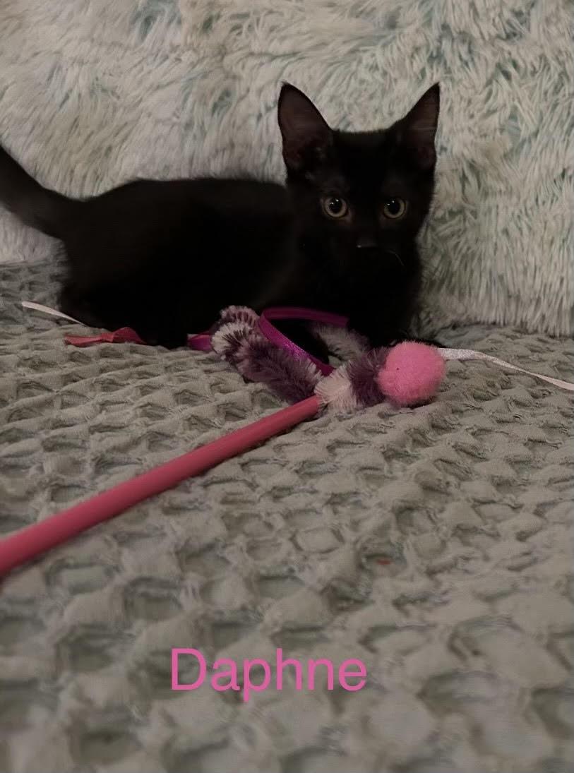 Daphne, Adoptable, Kitten Female Domestic Short Hair.