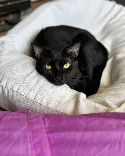 Enlarge Phoebe, a Adoptable Domestic Short Hair in Monticello, IL image 1/2