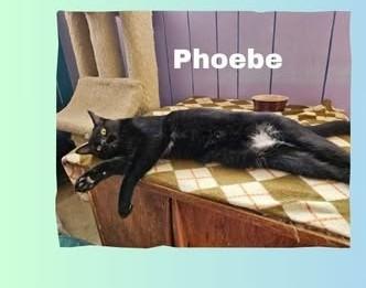 Enlarge Phoebe, a Adoptable Domestic Short Hair in Monticello, IL image 2/2
