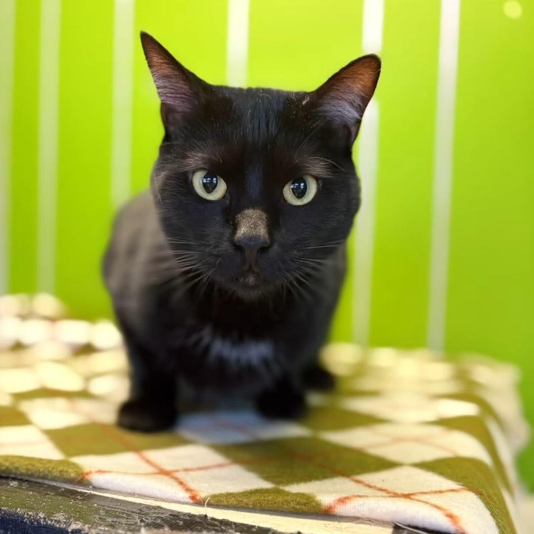 Phoebe, Adoptable, Young Female Domestic Short Hair.