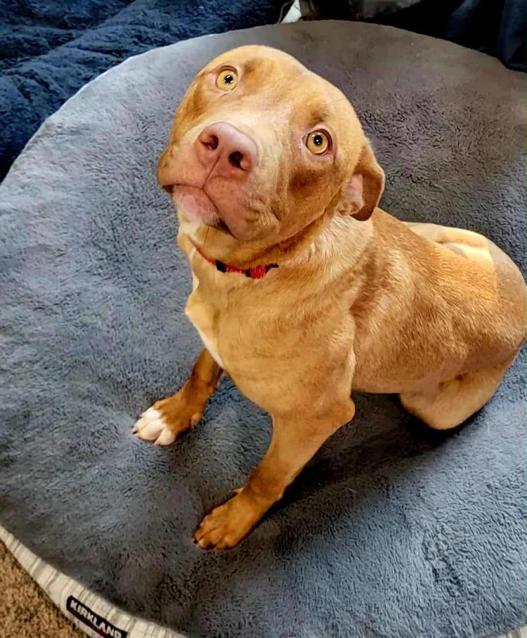 Enlarge Jaxx , a Adoptable mixed breed in Minneapolis, MN image 3/6