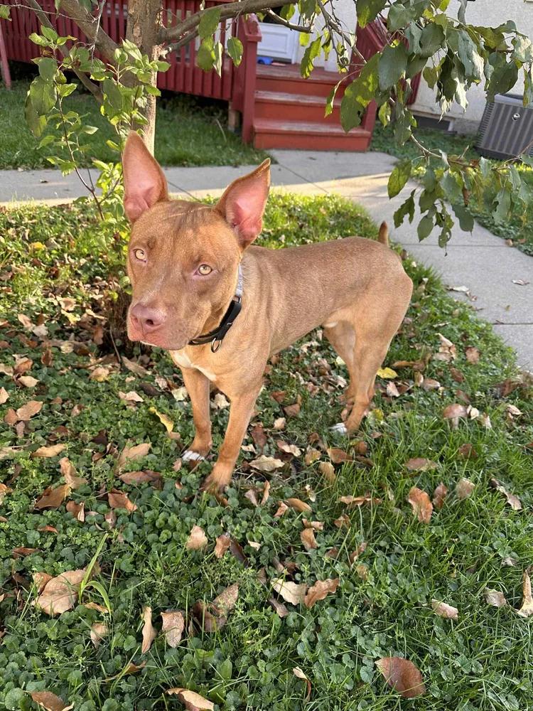 Jaxx , Adoptable, Young Male Pit Bull Terrier.