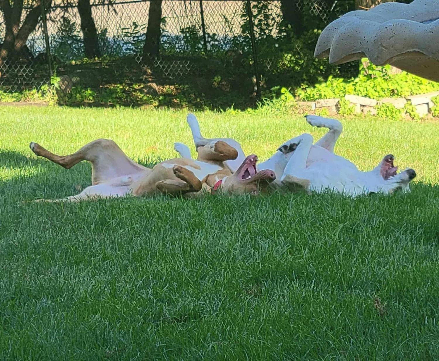 Enlarge Jaxx , a Adoptable mixed breed in Minneapolis, MN image 4/6