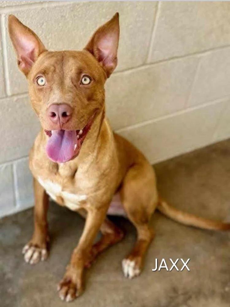 Enlarge Jaxx , a Adoptable mixed breed in Minneapolis, MN image 5/6