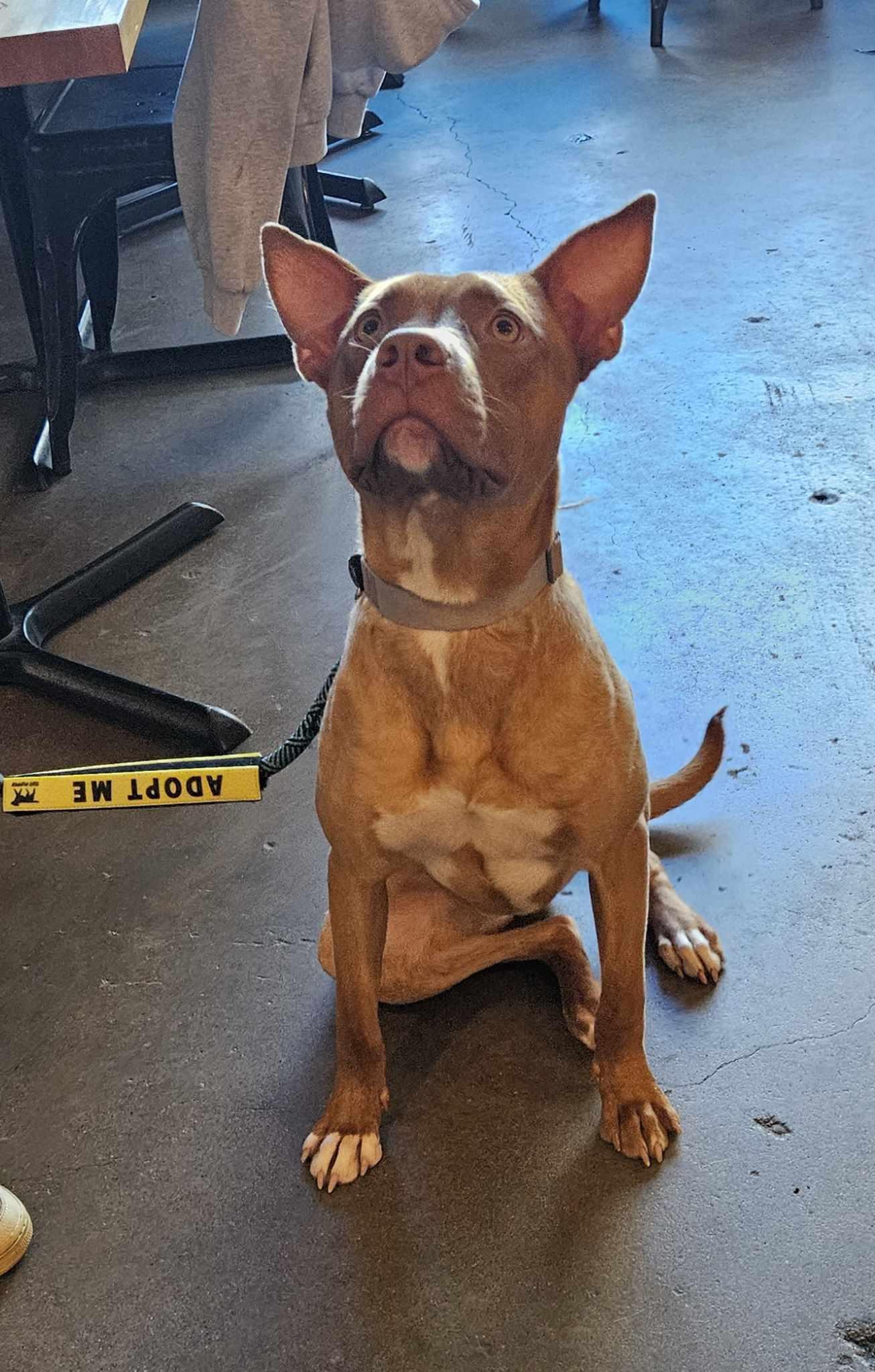 Enlarge Jaxx , a Adoptable mixed breed in Minneapolis, MN image 2/6