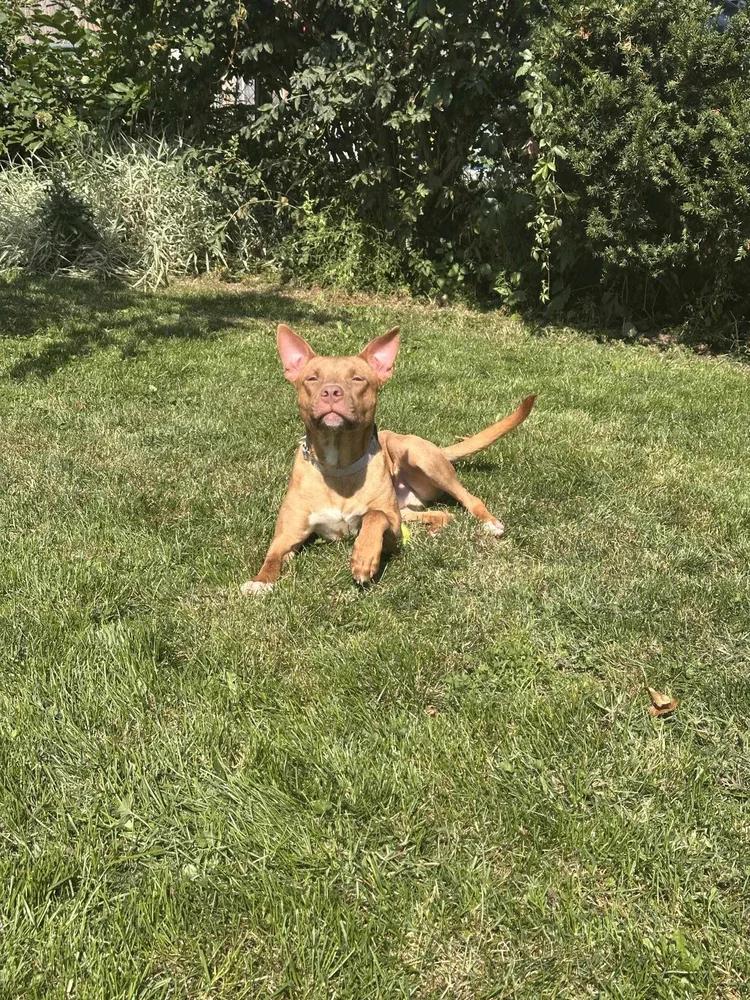Enlarge Jaxx , a Adoptable mixed breed in Minneapolis, MN image 6/6