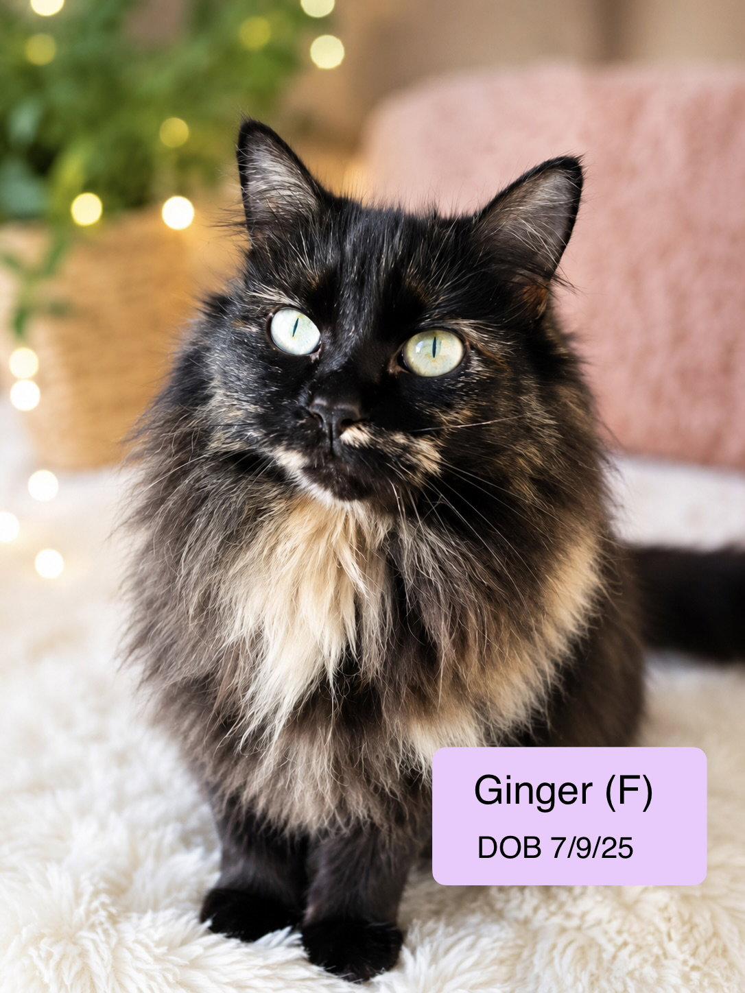 Ginger, a Adopted mixed breed in Vacaville, CA image 3/3