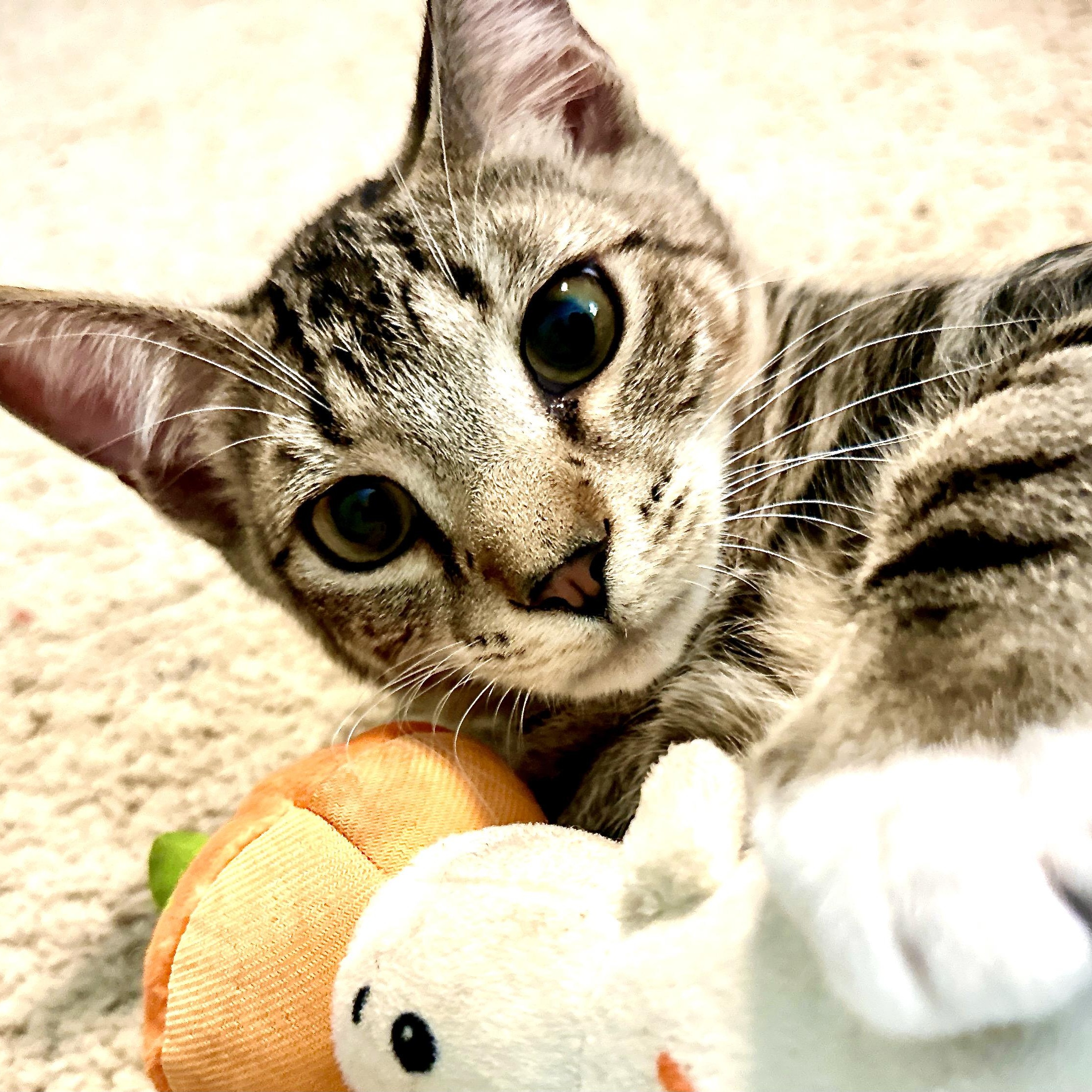 Socks-s, a Adoptable mixed breed in Sequatchie, TN image 5/5