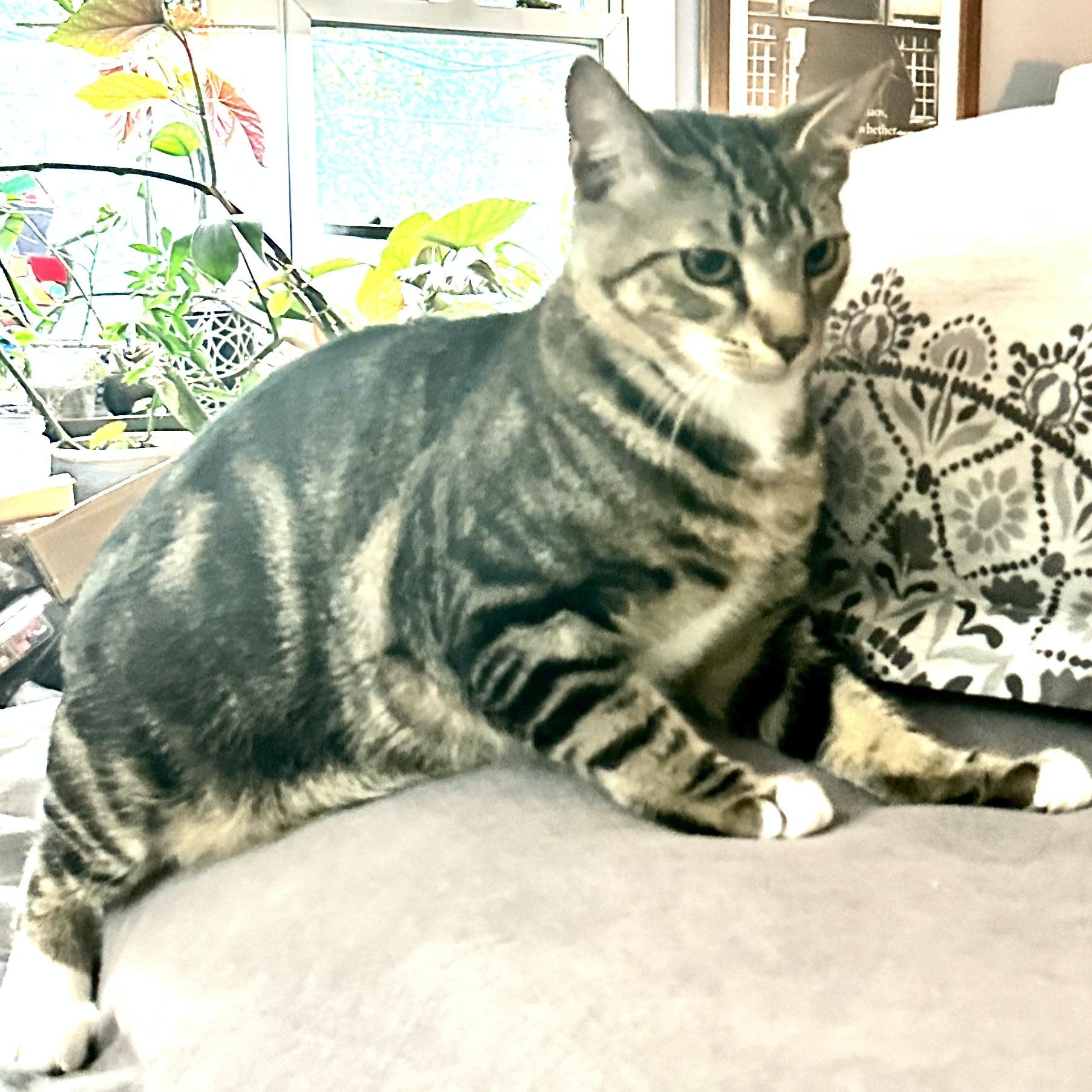 Socks-s, a Adoptable mixed breed in Sequatchie, TN image 2/5