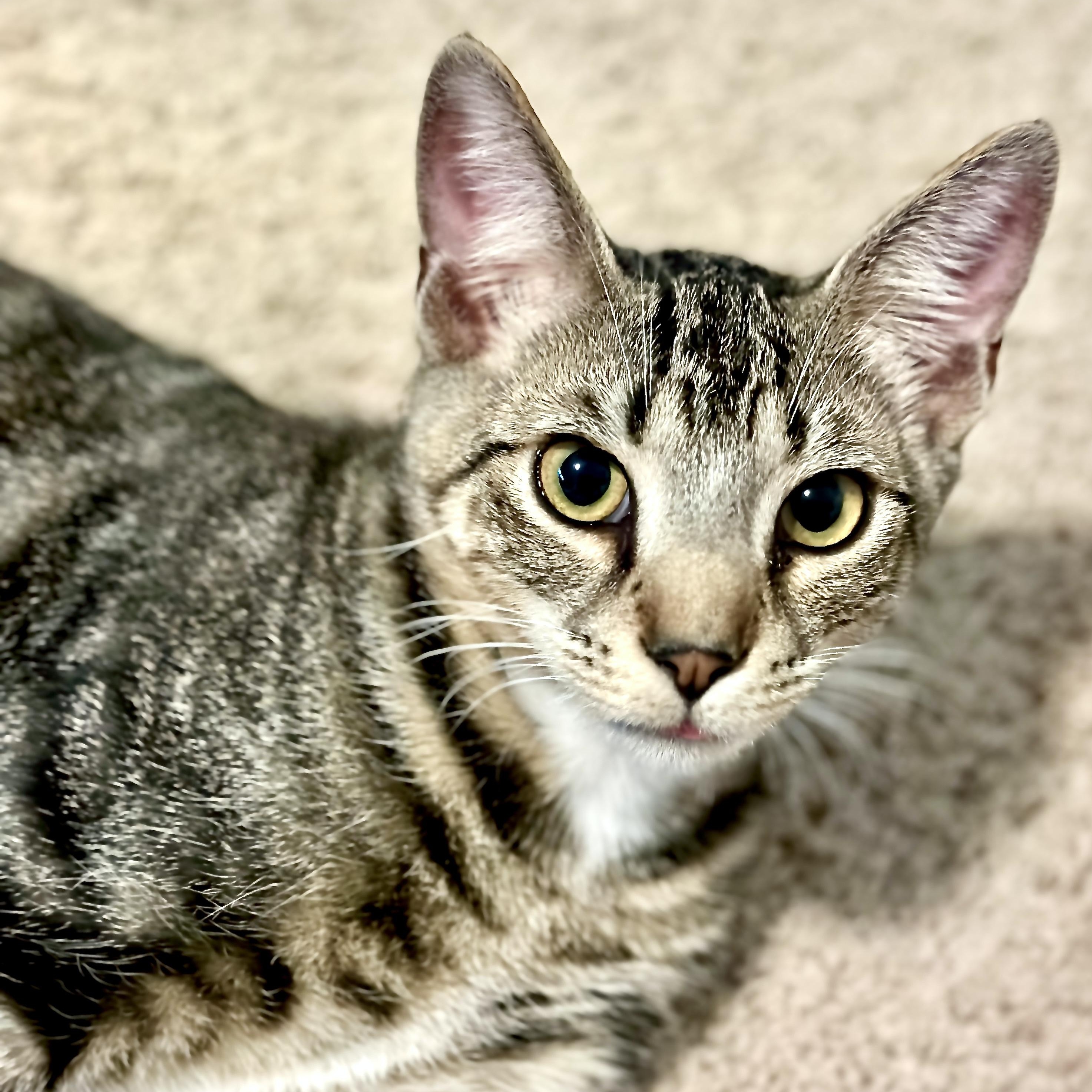 Socks-s, a Adoptable mixed breed in Sequatchie, TN image 4/5