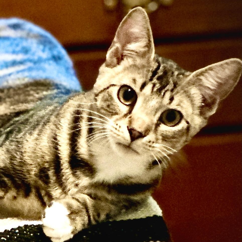 Socks-s, Adoptable, Young Male Domestic Short Hair.