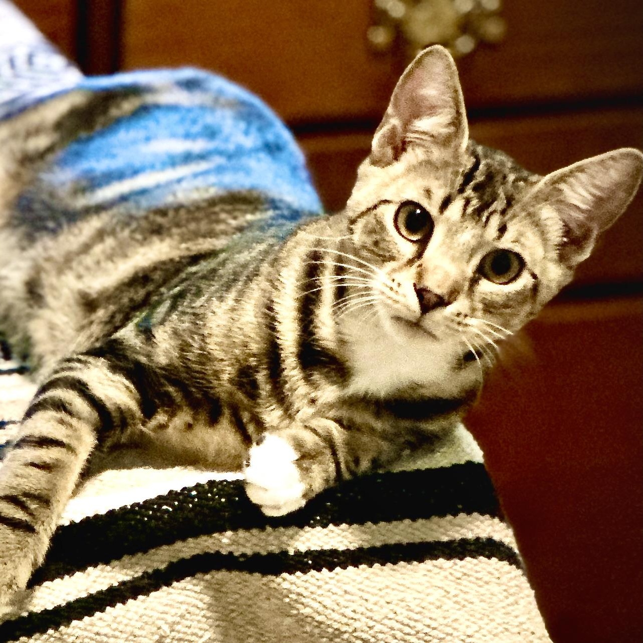 Socks-s, a Adoptable mixed breed in Sequatchie, TN image 3/5