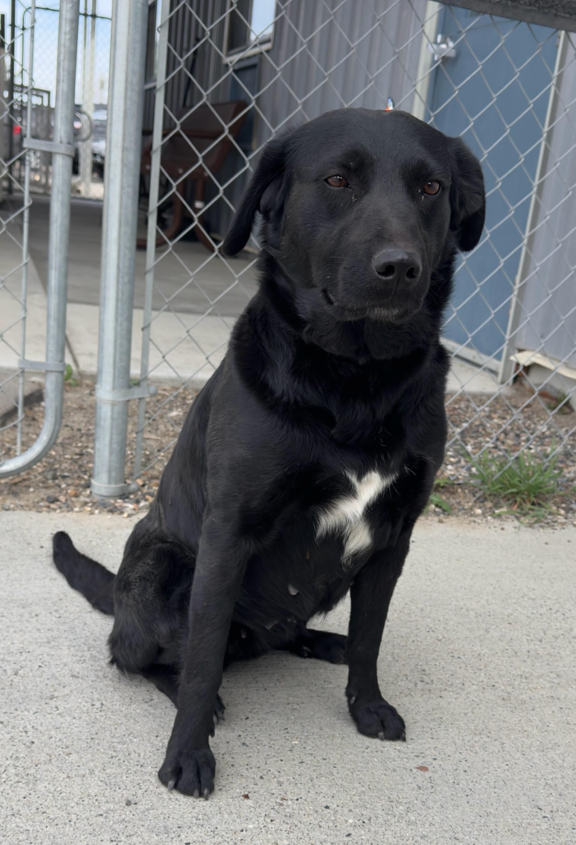 Enlarge 60714049, a ADOPTABLE Retriever in Elko, NV image 1/1