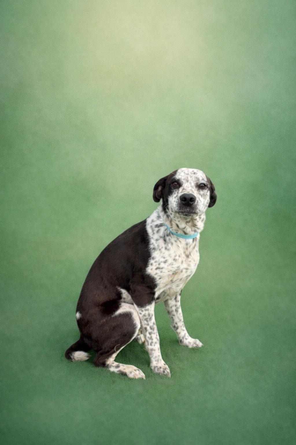 Enlarge Dew, a ADOPTABLE mixed breed in Anderson, TX image 1/1