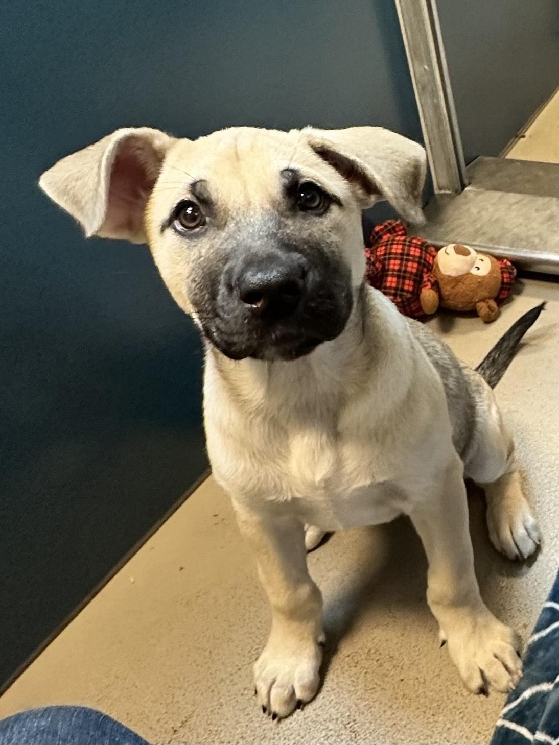 Cottonelle, an adoptable Bullmastiff in Bellingham, WA, 98226 | Photo Image 5