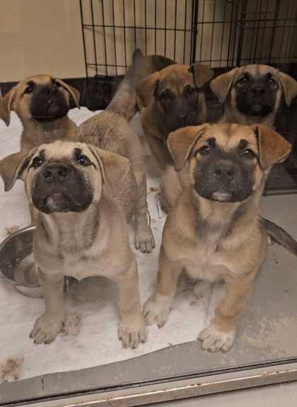 Cottonelle, an adoptable Bullmastiff in Bellingham, WA, 98226 | Photo Image 2