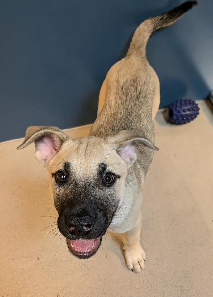 Cottonelle, an adoptable Bullmastiff in Bellingham, WA, 98226 | Photo Image 6