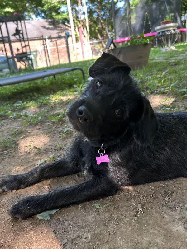 Ana Calypso, Adopted, Puppy Female Boxer.