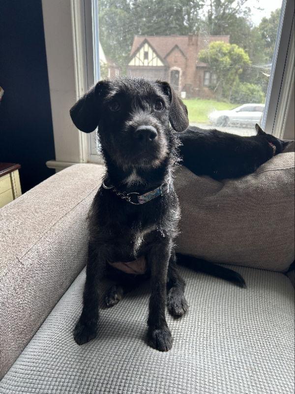 Enlarge Ana Calypso, a Adopted Boxer in Mint Hill, NC image 2/3