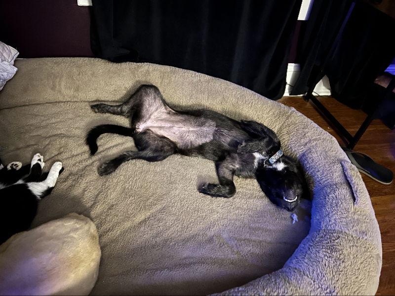 Enlarge Ana Calypso, a Adopted Boxer in Mint Hill, NC image 3/3