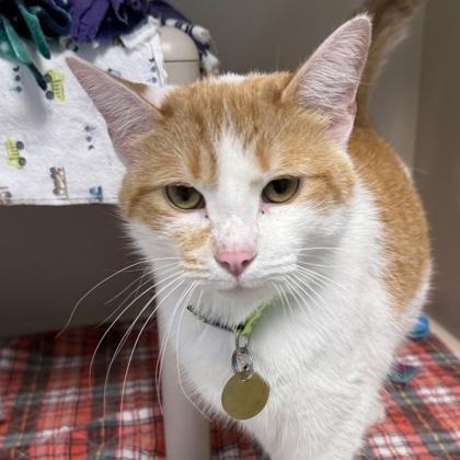 Stevie, ADOPTABLE, Adult Female Domestic Short Hair.