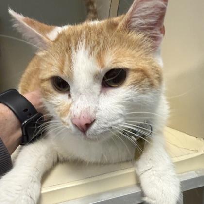 Enlarge Stevie, a ADOPTABLE Domestic Short Hair in Lansing, MI image 2/2