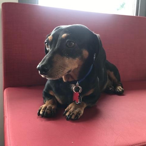 Pepper photo 1