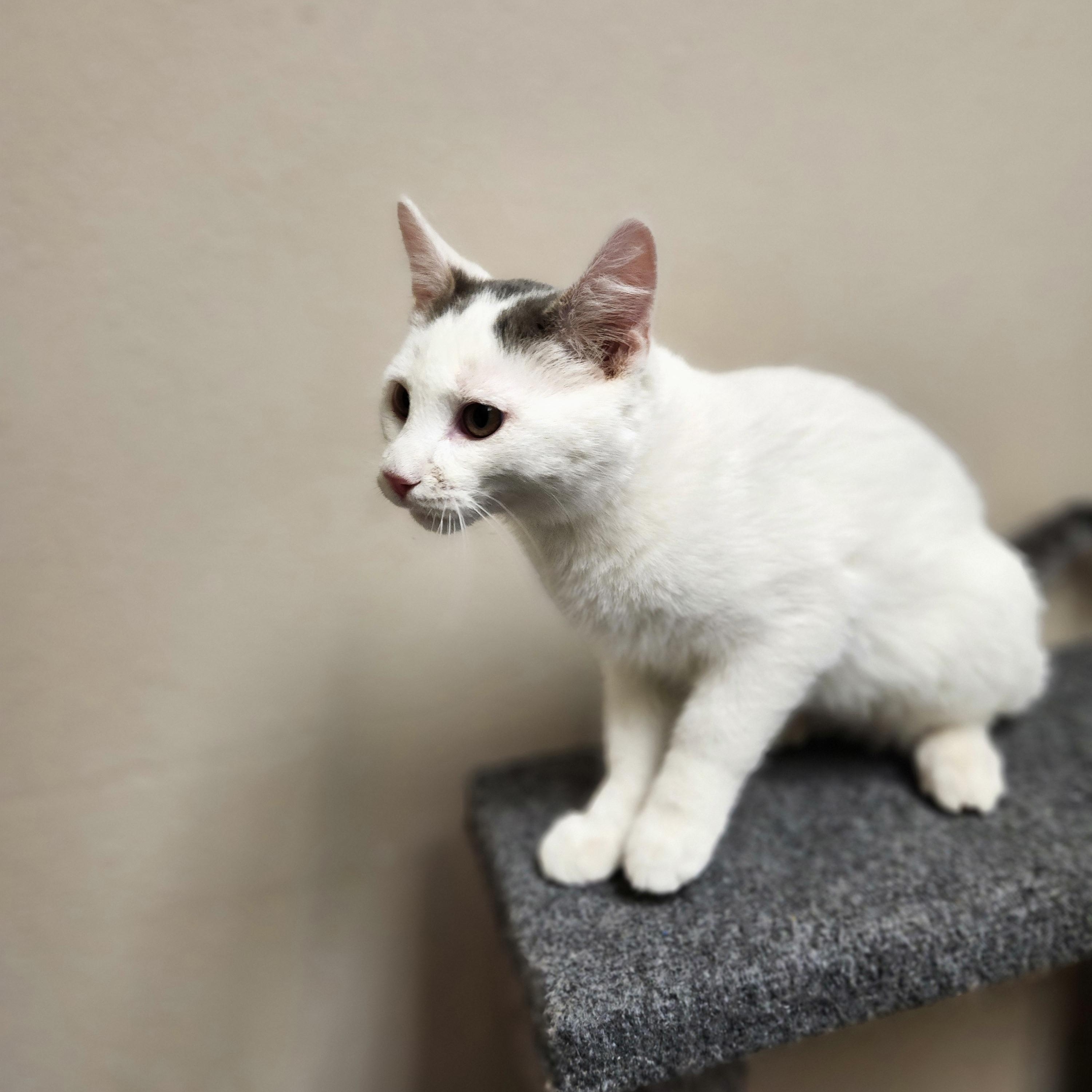 Kamdyn, a Adoptable mixed breed in Waupun, WI image 2/4