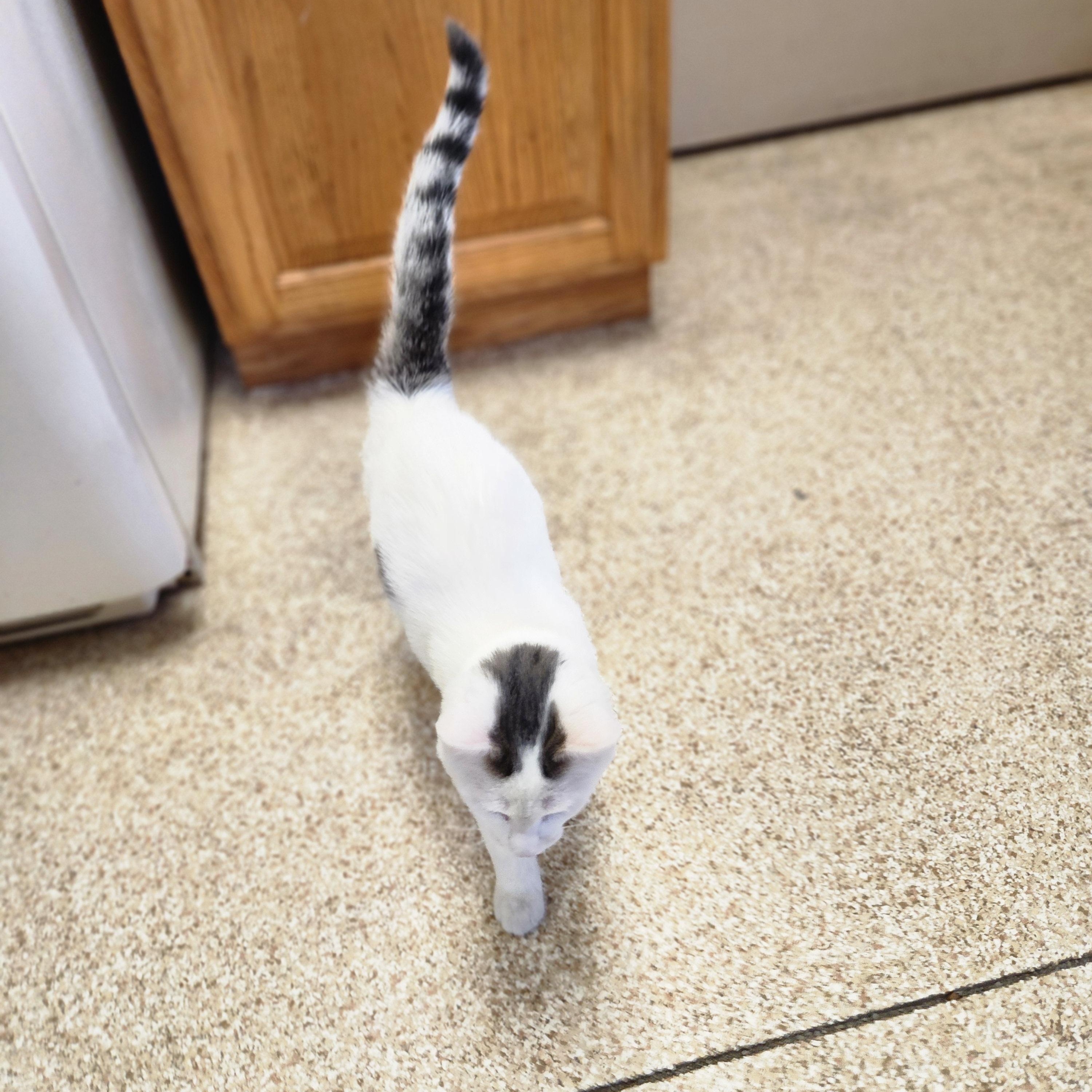 Kamdyn, a Adoptable mixed breed in Waupun, WI image 3/4